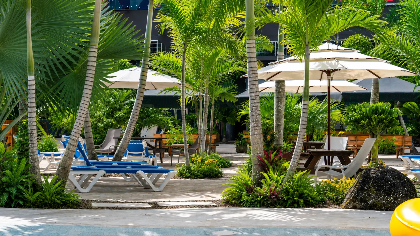Palm-shaded sun loungers and umbrellas by the pool