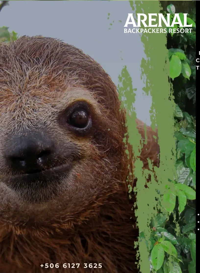 Coffee + Chocolate + Sloth Watching