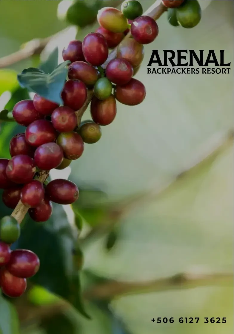 Coffee, Chocolate & Sugar Cane